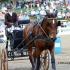 Carriage Barrel Racing